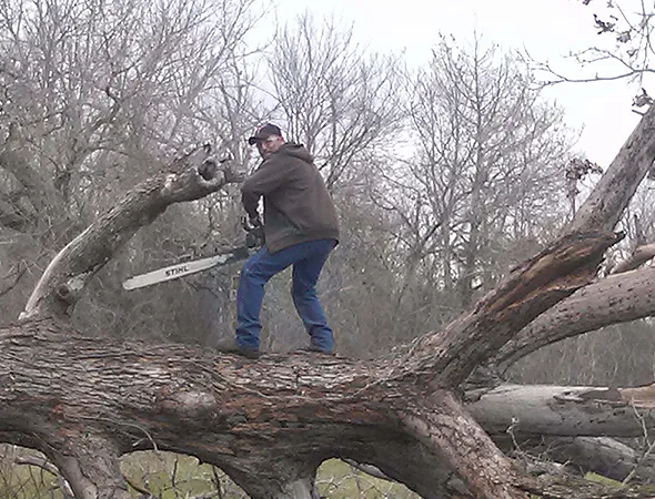 Benefits of Hiring a Tree Trimming Company