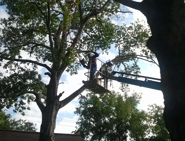 Expert Tree Trimming Services in College Station, TX