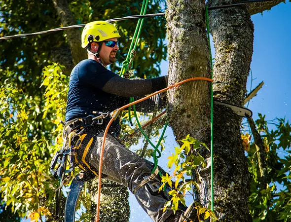 Reliable Tree Planting and Replacement in Franklin TX
