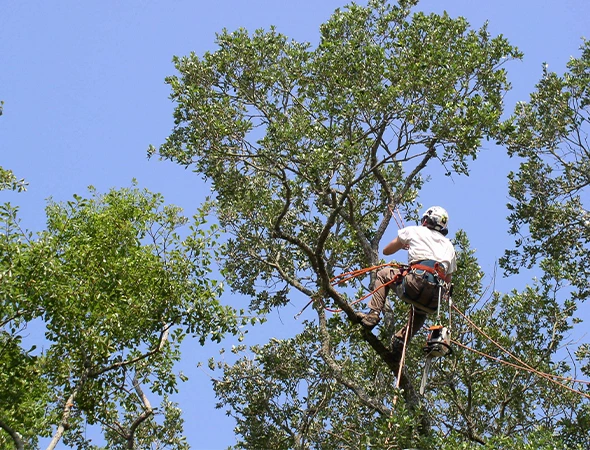 Affordable Tree Care Services in Brandon, TX