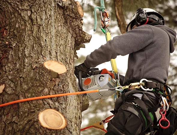 Why Choose Our Tree Removal Services