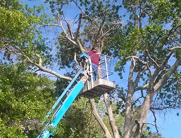 Local Tree Service Experts in College Station TX