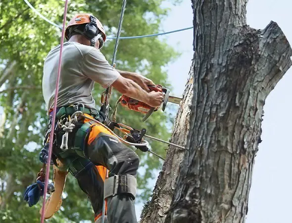 Seasonal Tree Trimming Services in Bryan TX