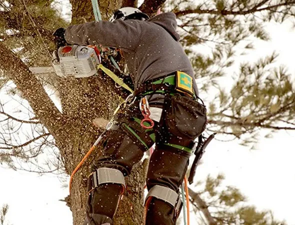 Why Choose Our Professional Arborist Services