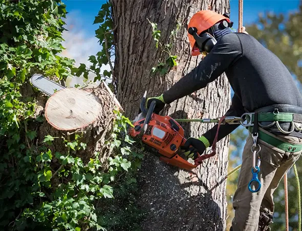Certified Tree Trimming Experts in Navasota TX