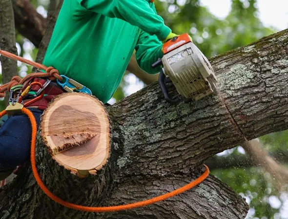 Tree Replacement Experts in ColleyVille TX