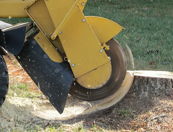 Fast Stump Removal and Grinding in Colleyville TX