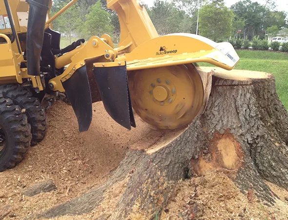 Affordable Stump Grinding in Bryan TX