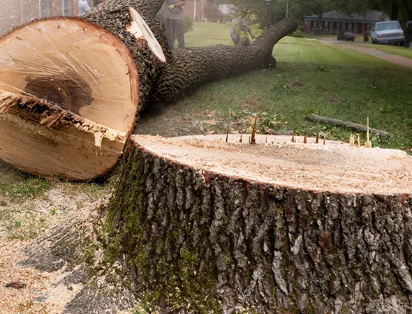 Tree Stump Grinding Services in Franklin TX